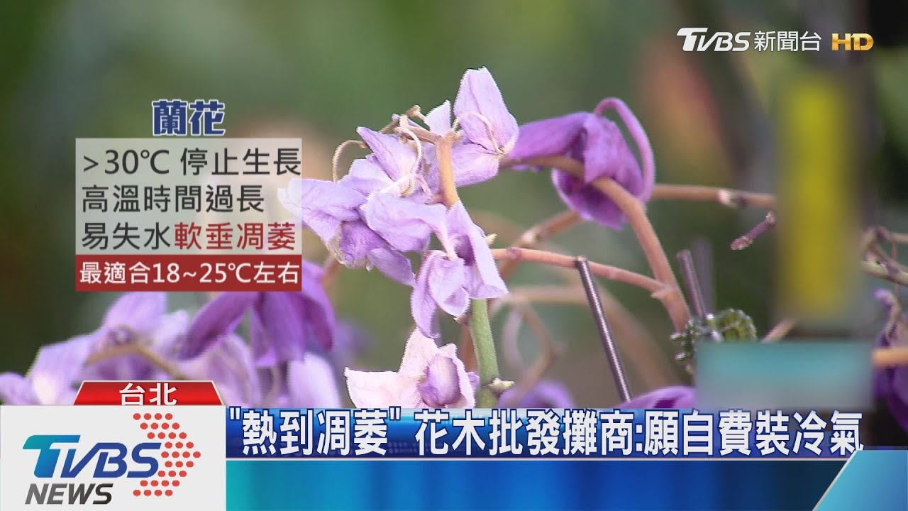 「斥資8億沒冷氣」 北市花木市場「熱爆」攤商怨