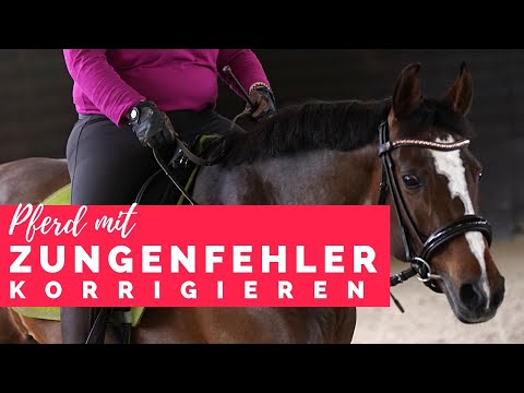 Pferd mit Zungenfehler - Unterricht bei Christoph Ackermann