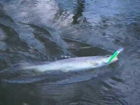 Sea Trout fishing in a Danish river (6)