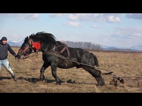 Prezentare cai de tractiune Mediesu Aurit, Satu Mare - 2022 Nou!!!!