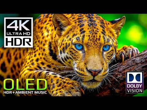 🦁 Breathtaking Wild Animals in Dolby Vision HDR Video 4K 120 FPS (8K Video ULTRA HD TV)