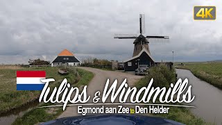 Driving through Tulip fields from Egmond aan Zee to Den Helder, Netherlands🇳🇱