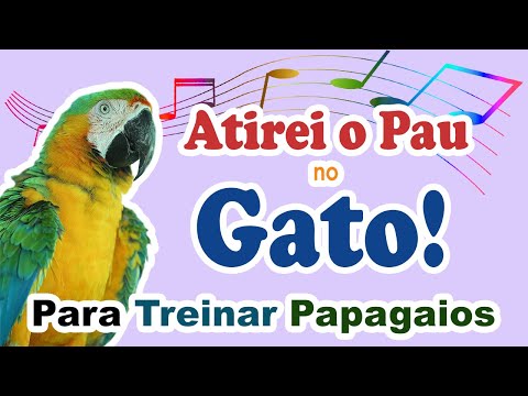Assobio papagaio - atirei o pau no gato para ensinar papagaio - atirei pau no gato para papagaio