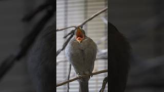 Download lagu Bunyikan alarm 🚨 burung piha yang berteriak 🐦 Terinspirasi dari unggahan terbaru @SanDiegoZoo! #suaraburung mp3