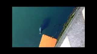 preview picture of video 'Grey Seal in Eyemouth, Scotland'