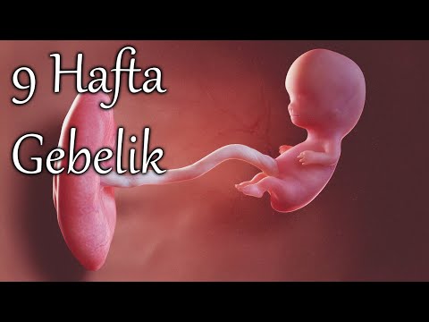 9 Haftalık Gebelikte Neler Oluyor 3 boyutlu