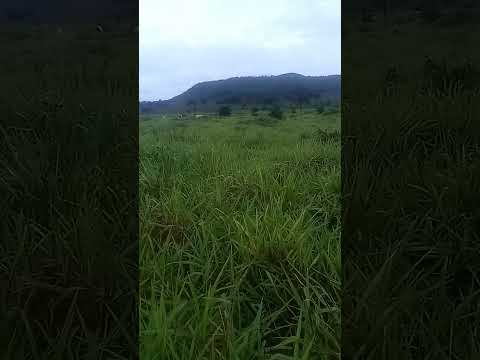 Chuvas animão os moradores de Jatobá Maranhão