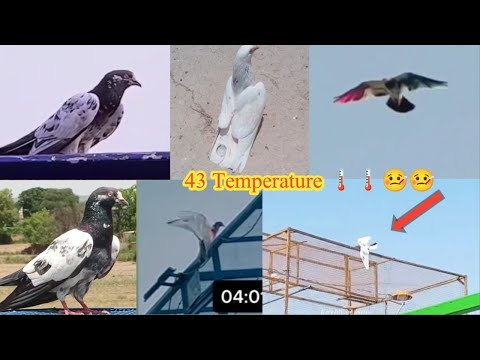 High Flyer Pigeon Landing In Kabootar Ny Dil Khush Kar Dia 43 Temperature