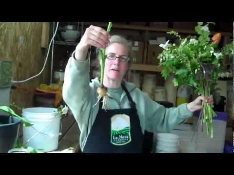 Build a Bouquet of Local Flowers