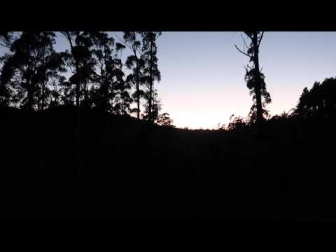 Tasmanian birds at sunrise - Forest Sounds Tasmania #3