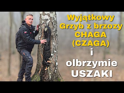 Chaga (Czaga) is a mushroom with enormous potential. It is common and protected only in Poland. I...