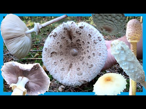Der Parasolpilz 🍄🍂 Parasol erkennen sowie Verwechslungspartner Parasol - Merkmale, Parasol bestimmen