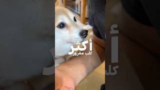أكثر كلب مغرور 😠 !!