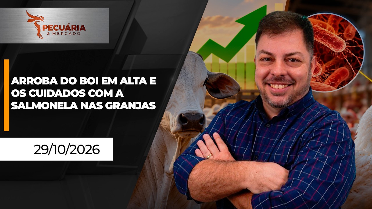 Arroba do boi em alta e os cuidados com a Salmonela nas granjas