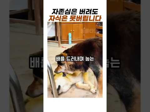 서열 꼴찌 아빠가 강자 앞에서 '배'를 드러낸 진짜 이유 😢 (눈물주의)