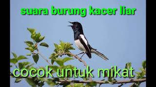 Download lagu suara pikat kacer paling ampuh mp3