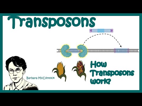 Transposons | Transposable elements | Types of transposons| how transposons work?