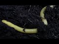 Sao Tome Caecilian Schistometopum Thomense Obo National Park Sao Tome 11 Jan 2019 1 2