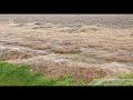 Mysterieus natuurfenomeen: 'Halloweendeken' over de polder