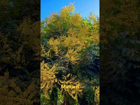 #nature #spring #manjari