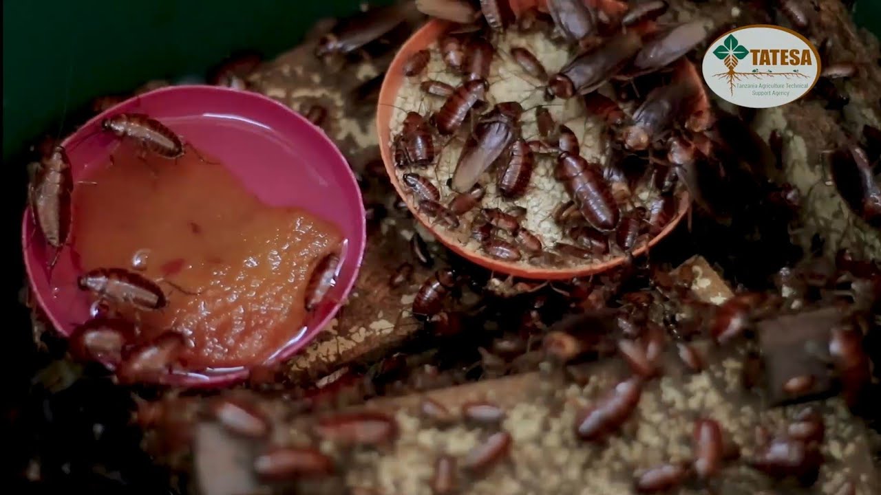 TATESA EP19 - UFUGAJI WA MENDE, KIPATO CHA UHAKIKA, FURSA ZA AJIRA, KILO MOJA ELFU 70