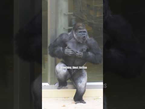 Huge Silverback Gorilla Vocalization & Massive Chest Beating!! #gorilla #shabani