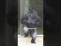 Huge Silverback Gorilla Vocalization & Massive Chest Beating!! #gorilla #shabani