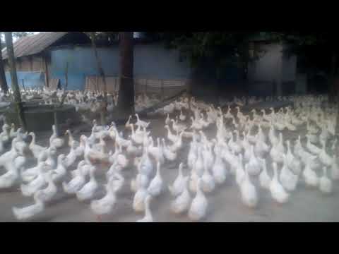 হাঁস খামারের ভিডিও-৪
