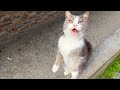 Gray Cat Duman Is So Cute Meowing Meow Meow