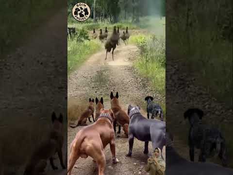 Kocak😂 Anjing Kecil Sok Jago Mau Kejar Burung Emu, Eh Malah Dikejar Balik di Depan Teman-Temannya🤣