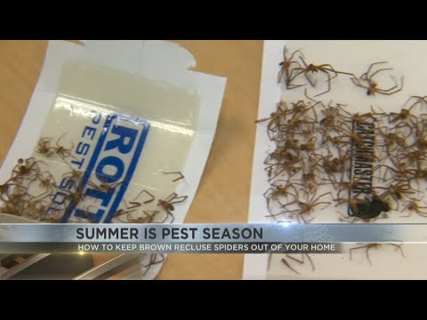 How to keep brown recluse spiders out of your home