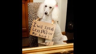 Dogs New Year's resolutions
