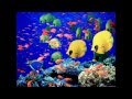 Live Tropical Fish - Time Is Moving (T-Move Club ...