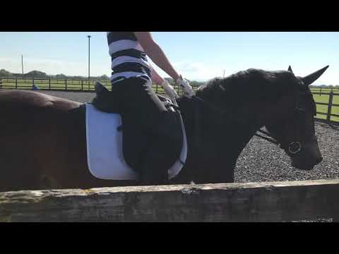 My digital dressage - June 21 - BE90 test 97 - 66.25% (1st)