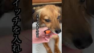 威嚇するから吠え防止首輪つけたら奇跡が起きた！