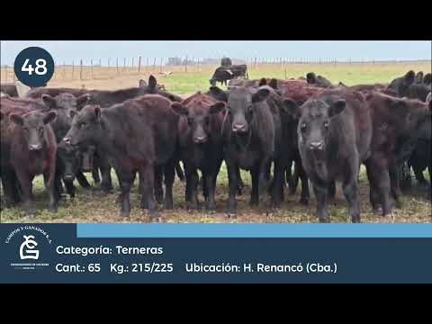 Lote Hembras - Huinca Renancó Cba