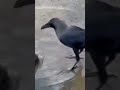helping mentality #birds #fish #helping #nature #life #beautiful #water #viral #youtubeshorts
