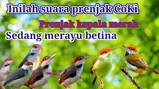 Download lagu Inilah suara asli prenjak kepala merah/prenjak coki, jantan dan betina saut sautan mp3