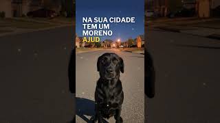 Na sua rua tem uma 🐕 Orelha, Cuide ❤️❤️  #bomdia