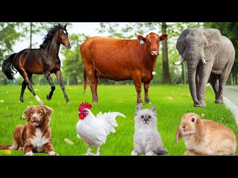 Compilation of Farm Animal Sounds: Cow, Tiger, Horse, Dog, Sheep, Cat, Duck, Chicken – Farm Animals