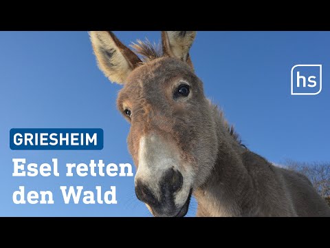 Esel helfen beim Aufforsten des Waldes in Griesheim | hessenschau