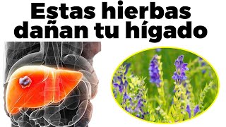 5 hierbas que no sabías dañan tu hígado