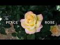 The History Of The Peace Rose