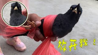 [討論] 青鳥沒人是飼料不好嗎？