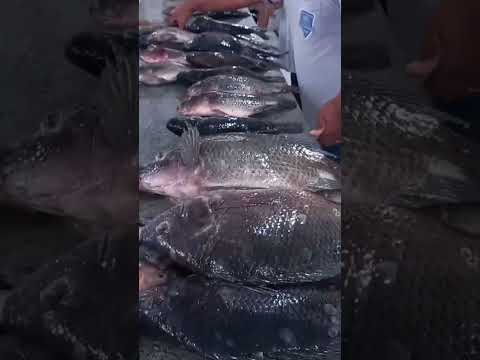 feira do peixe em canapi alagoas