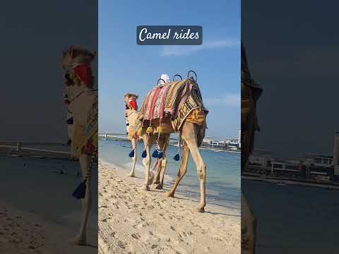 Camel rides in jbr dubai #camel #shorts