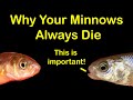How to Keep Bait Minnows Alive at Home & 6 Reasons They Die