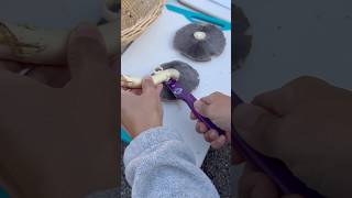 How to Make a Spore Print