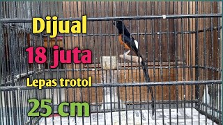 Download lagu Dijual 18 juta !!! murai batu ekor 25 cm lepas trotol mp3 Download lagu Dijual 18 juta !!! murai batu ekor 25 cm lepas trotol mp3