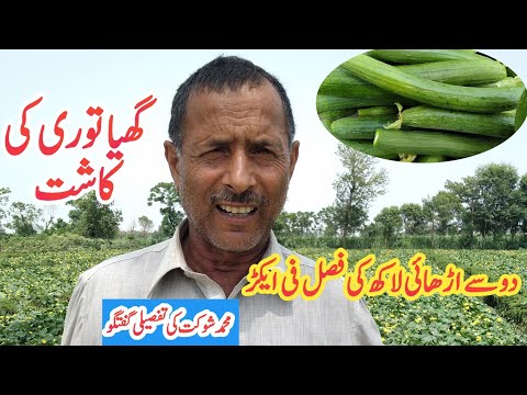 Sponge Gourd Farming | Torai Ki Kashat | Farm Hub